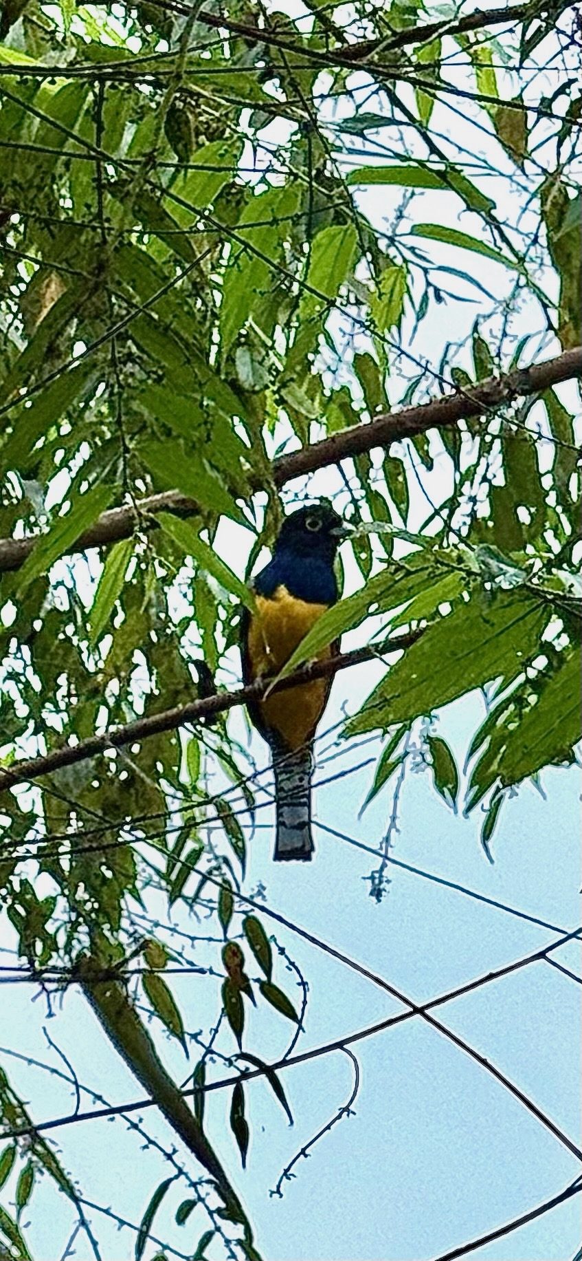 Tropical bird on a branch