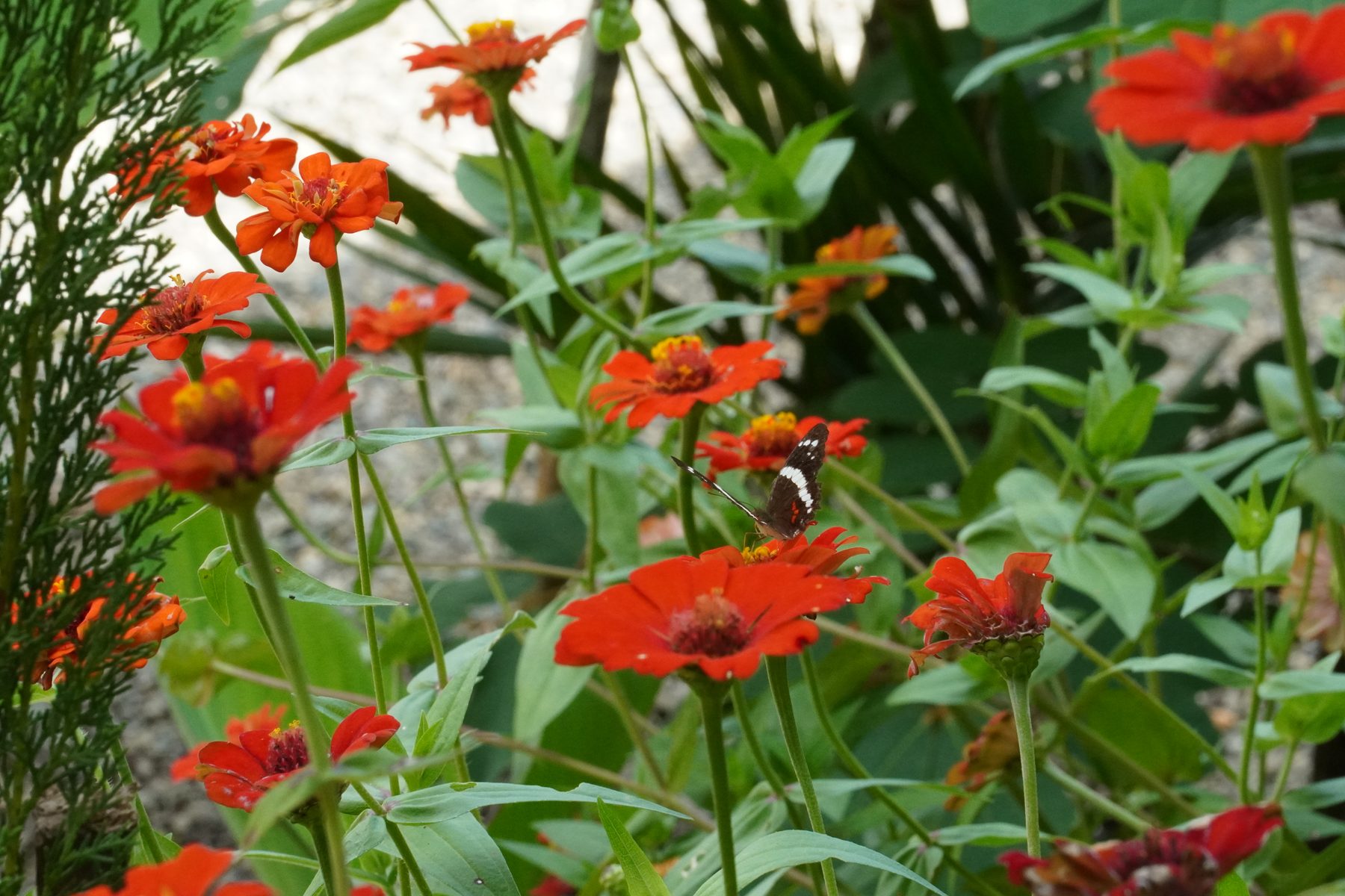 Butterfly on red flowers in the gardens at Casa Cavu