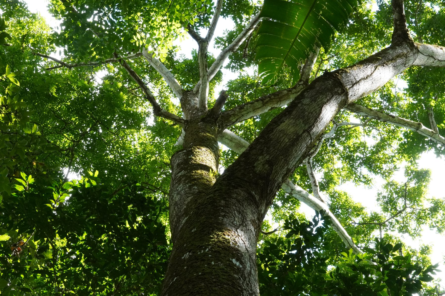 Giant tropical tree canopy