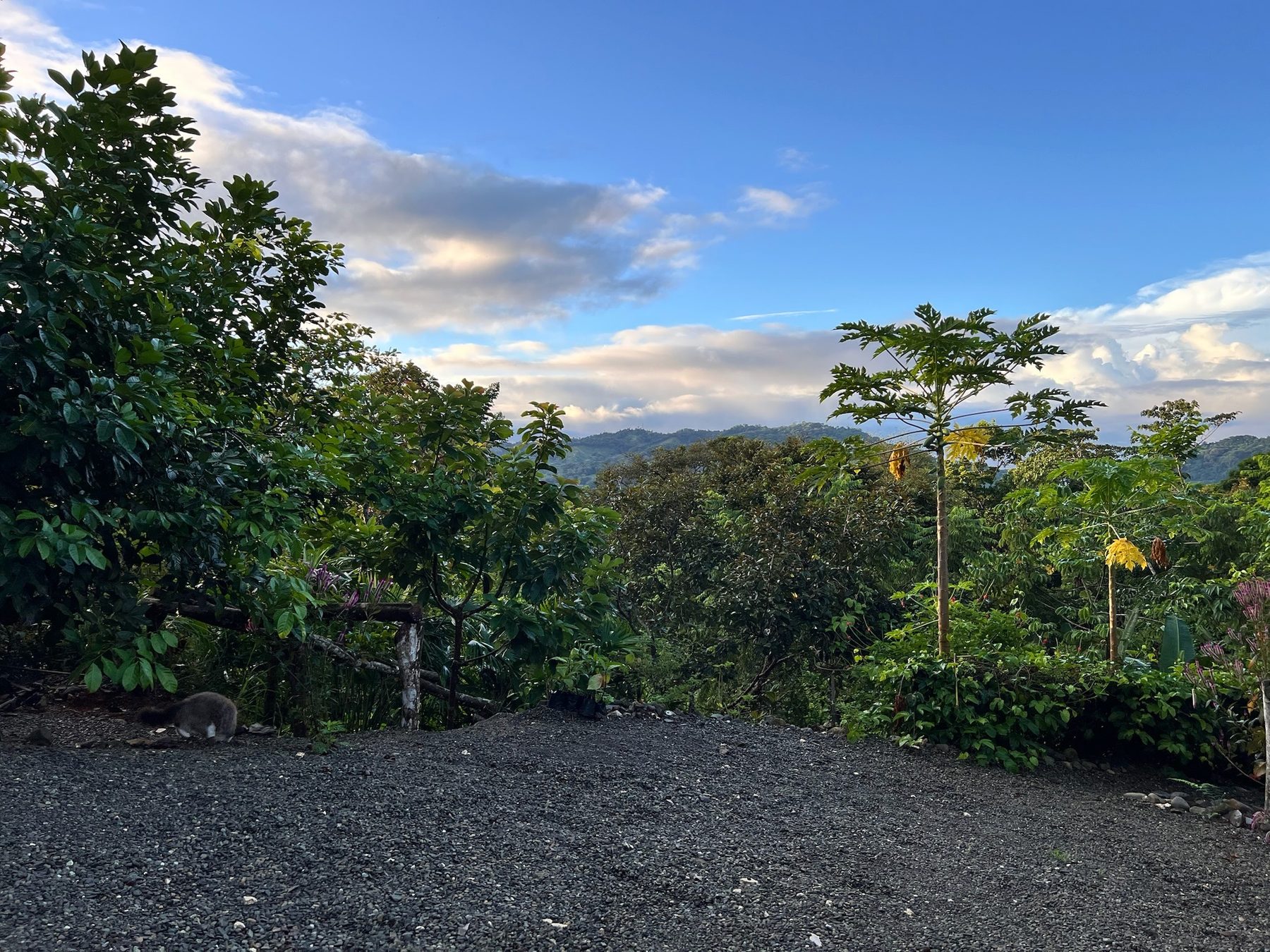 Casa Cavu at dusk surrounded by jungle