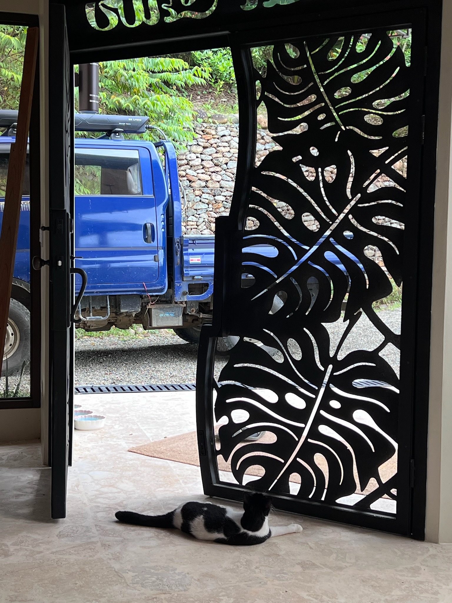 House cat resting by the open monstera gate