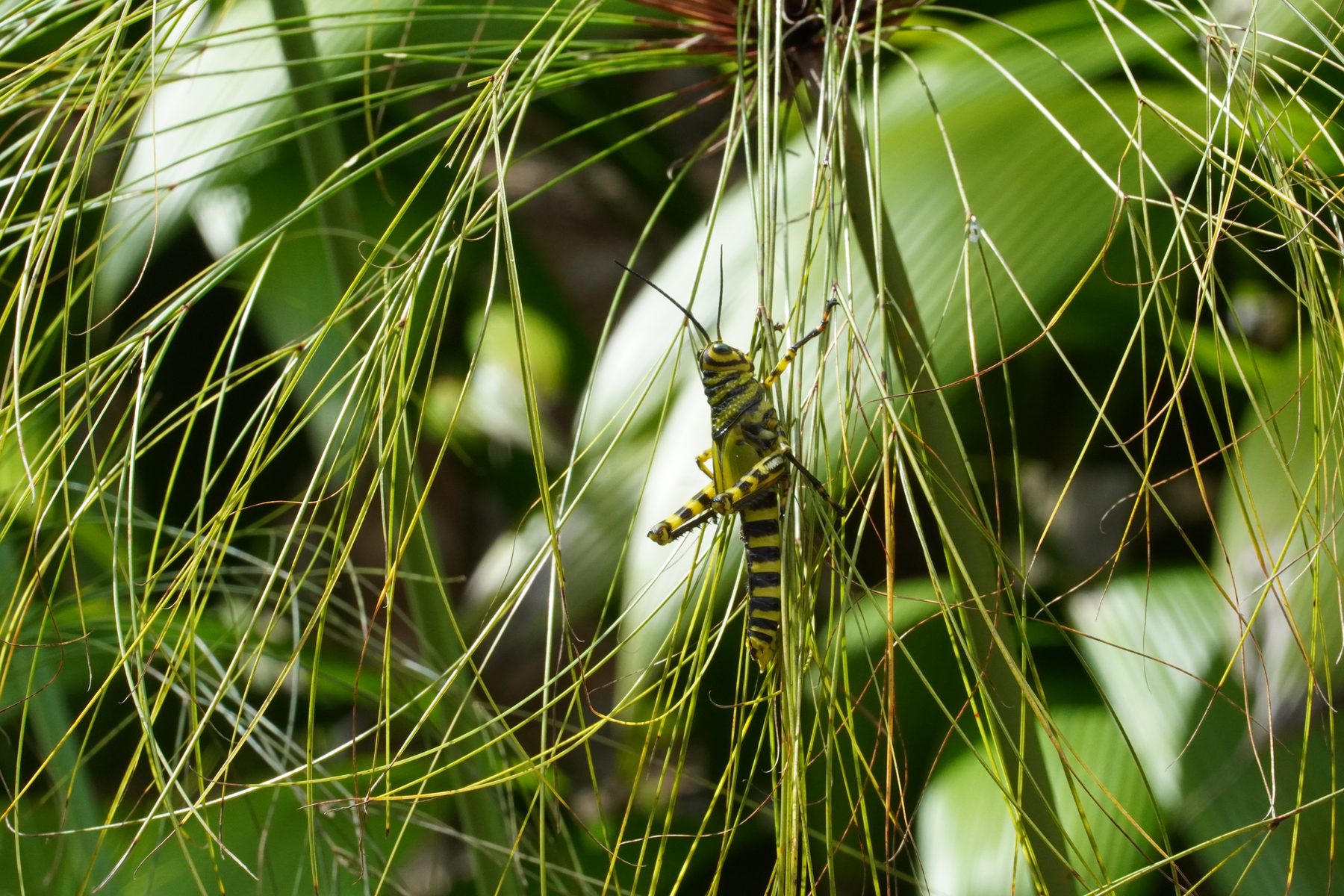Grasshopper on tropical grasses at Casa Cavu
