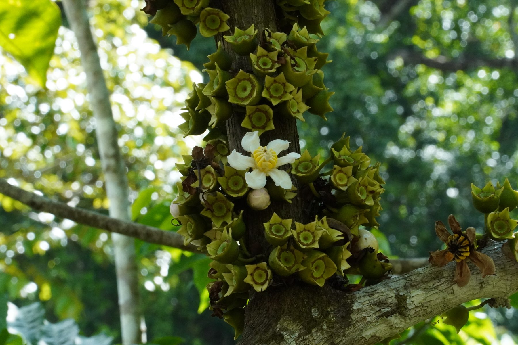 White guanabana flower blooming on the Casa Cavu property