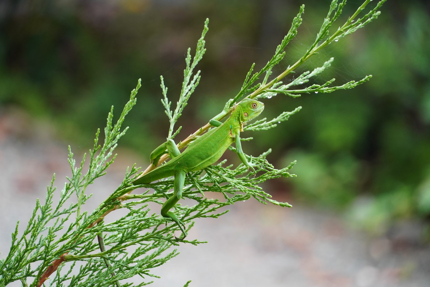 Green iguana on the Casa Cavu property