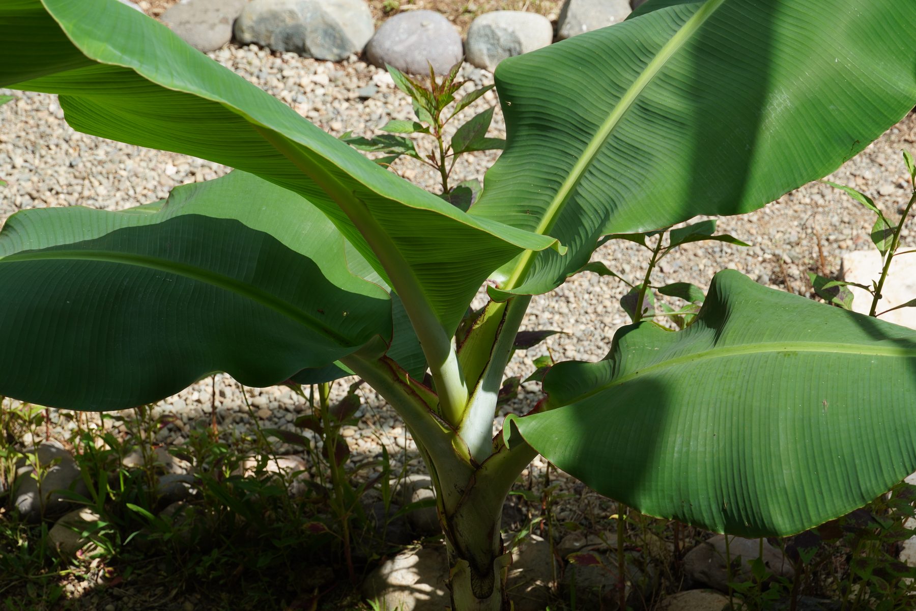 Banana plant in the fruit forest