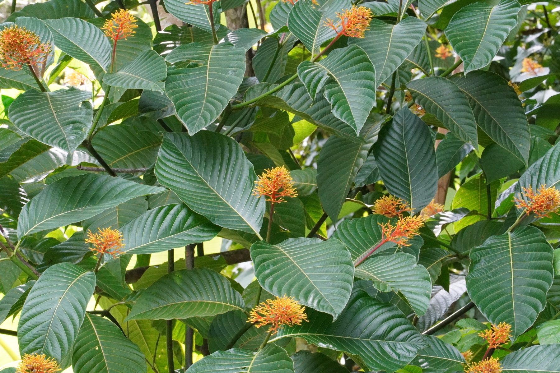 Orange tropical flower on the property