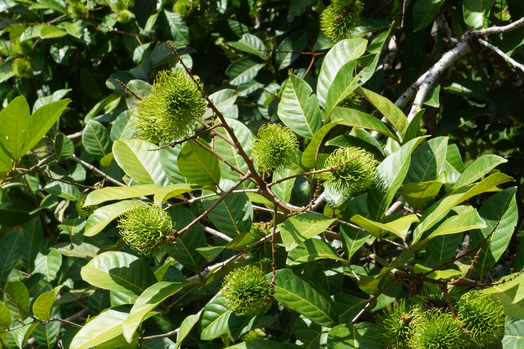Rambutan fruit on the property