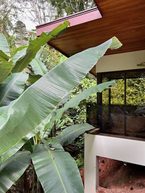 Banana leaves against the cedar eaves