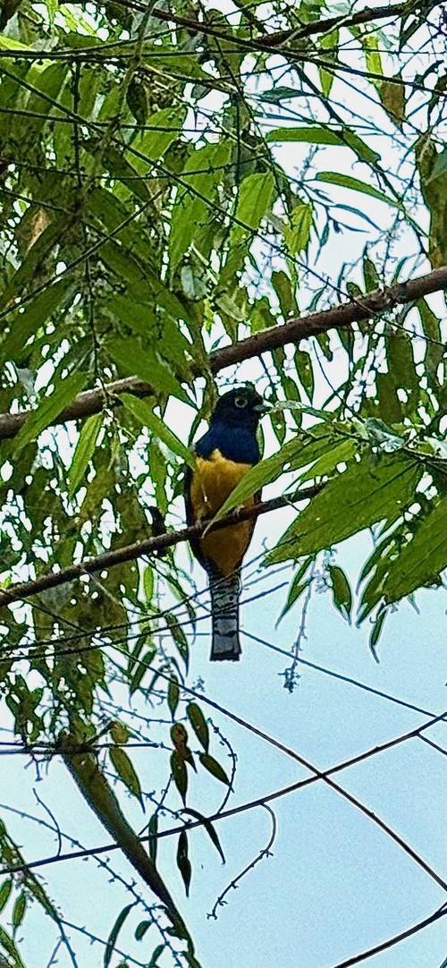 Tropical bird on a branch
