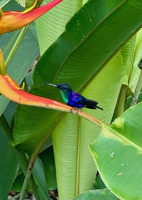 Honeycreeper on a heliconia flower