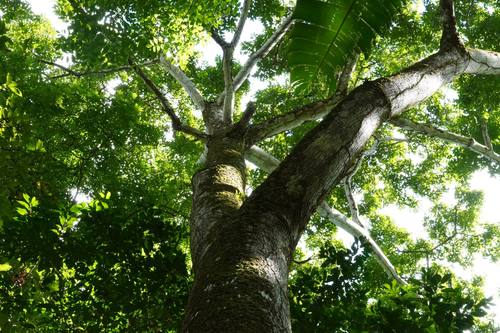 Giant tropical tree canopy