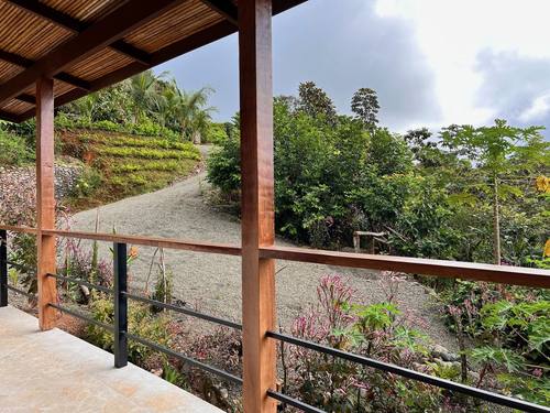 Deck railing and rainforest