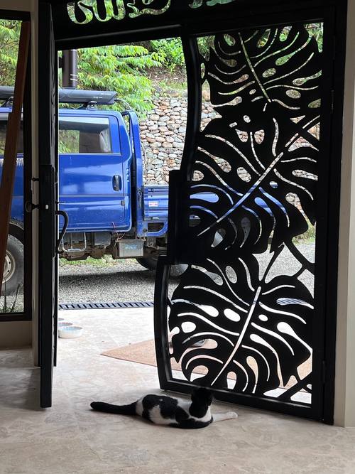 House cat resting by the open monstera gate