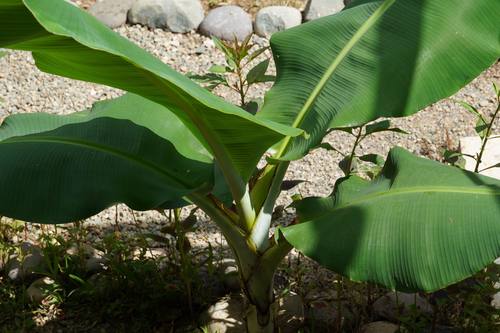 Banana plant in the fruit forest