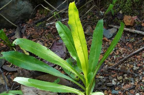 Bromeliad plant in the tropical garden