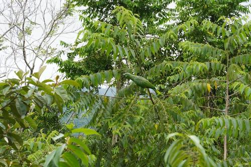 Jungle canopy above the property