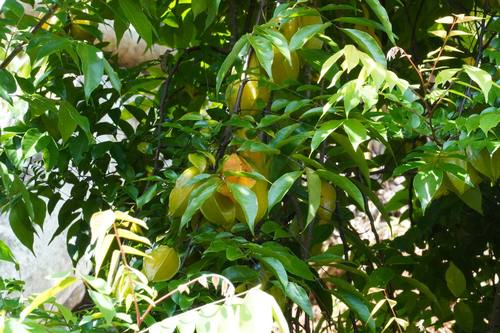 Guanabana fruit on the tree