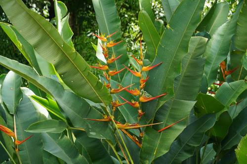Heliconia flower in the tropical gardens