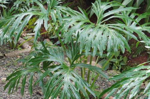 Monstera plant in the gardens