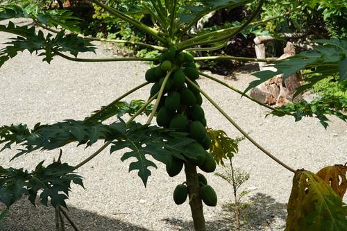 Papaya tree on the Casa Cavu property