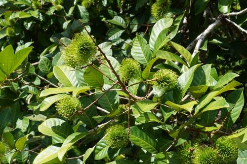 Rambutan fruit on the property