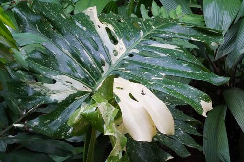 White flower blooming in the gardens