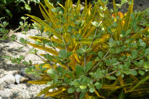 Yellow tropical plant on the property