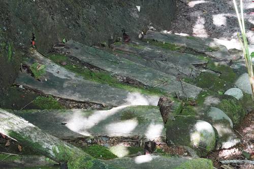 Private rainforest trail