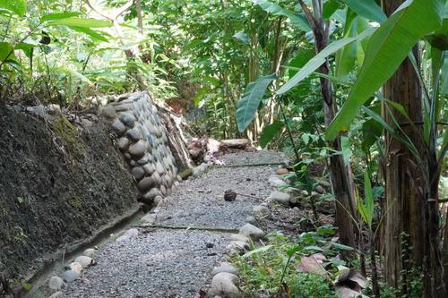 Trail path winding through tropical vegetation