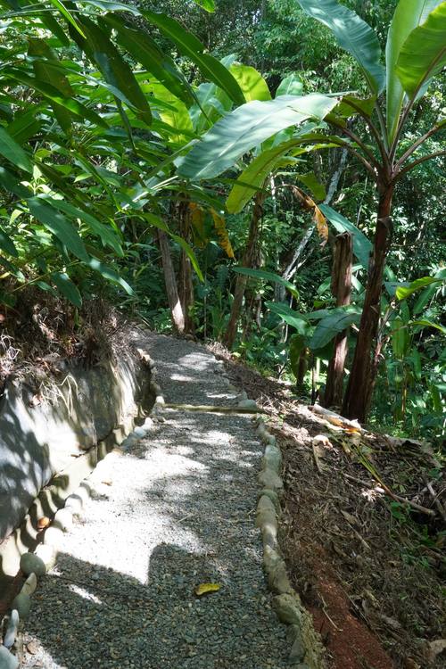 Jungle trail at Casa Cavu