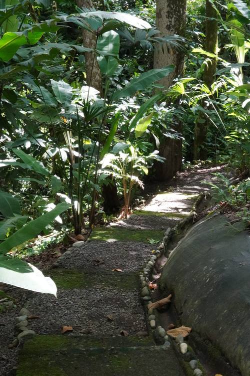 Private trail through the rainforest