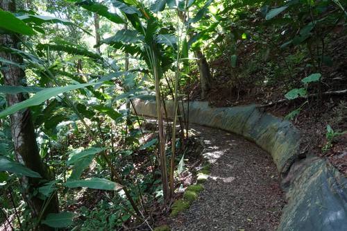 Shaded jungle trail on the property