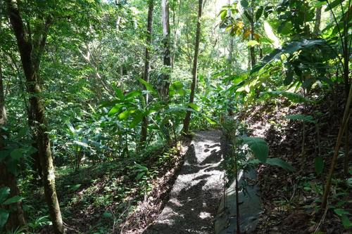 Rainforest hiking trail at Casa Cavu