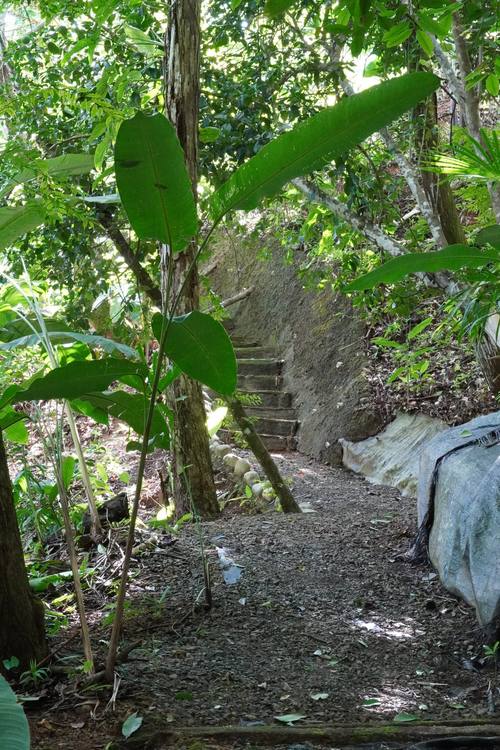 Stone path through the jungle
