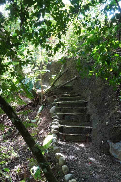 Trail steps descending through the forest