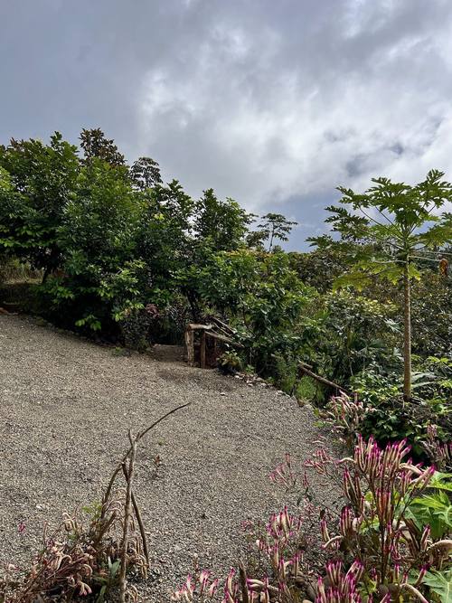 Mountain rainforest view