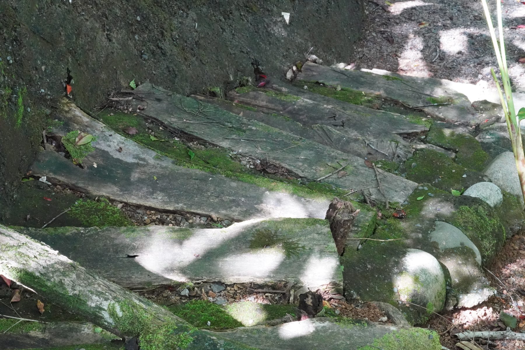 Private rainforest trail