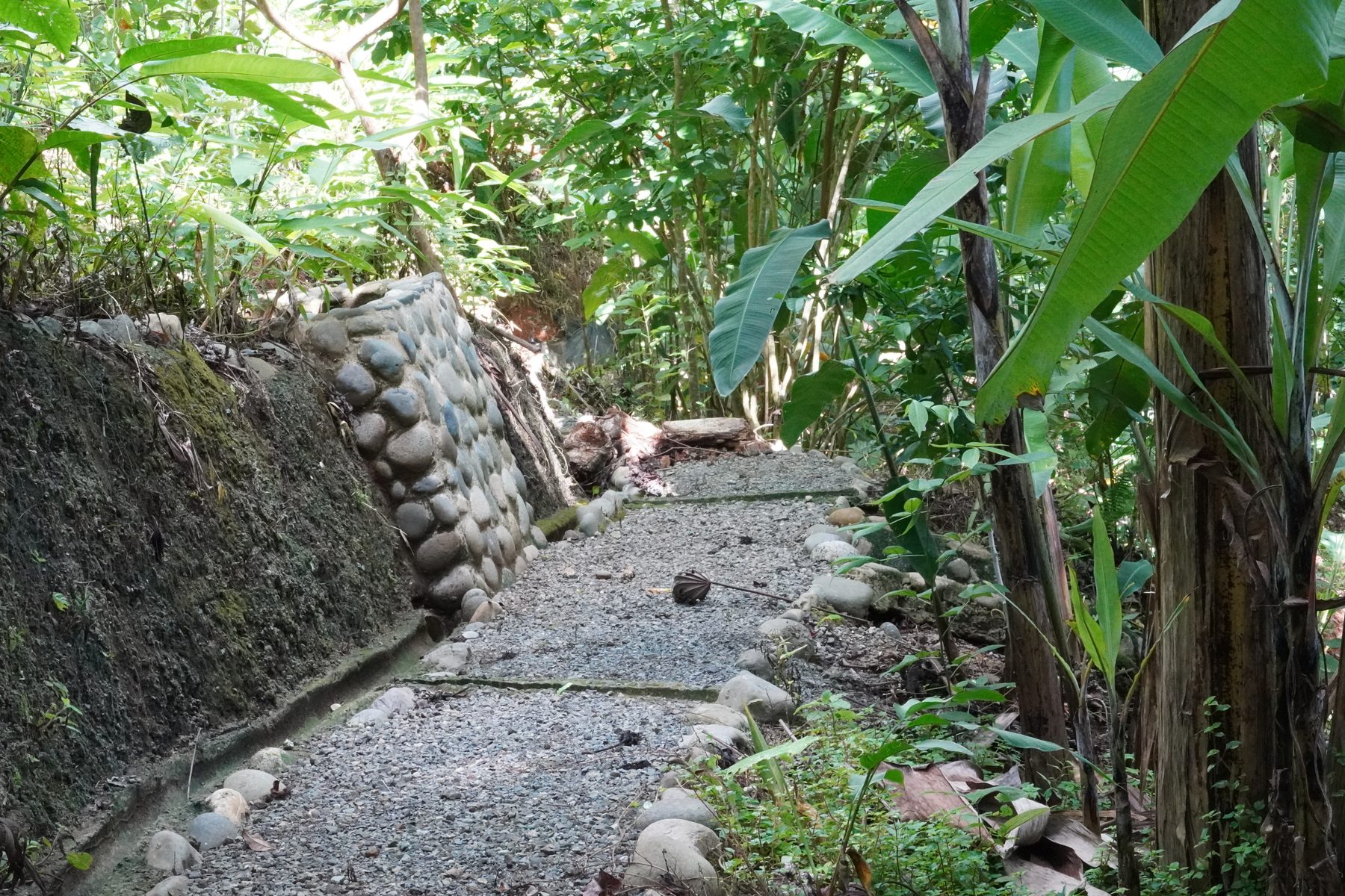 Trail path winding through tropical vegetation