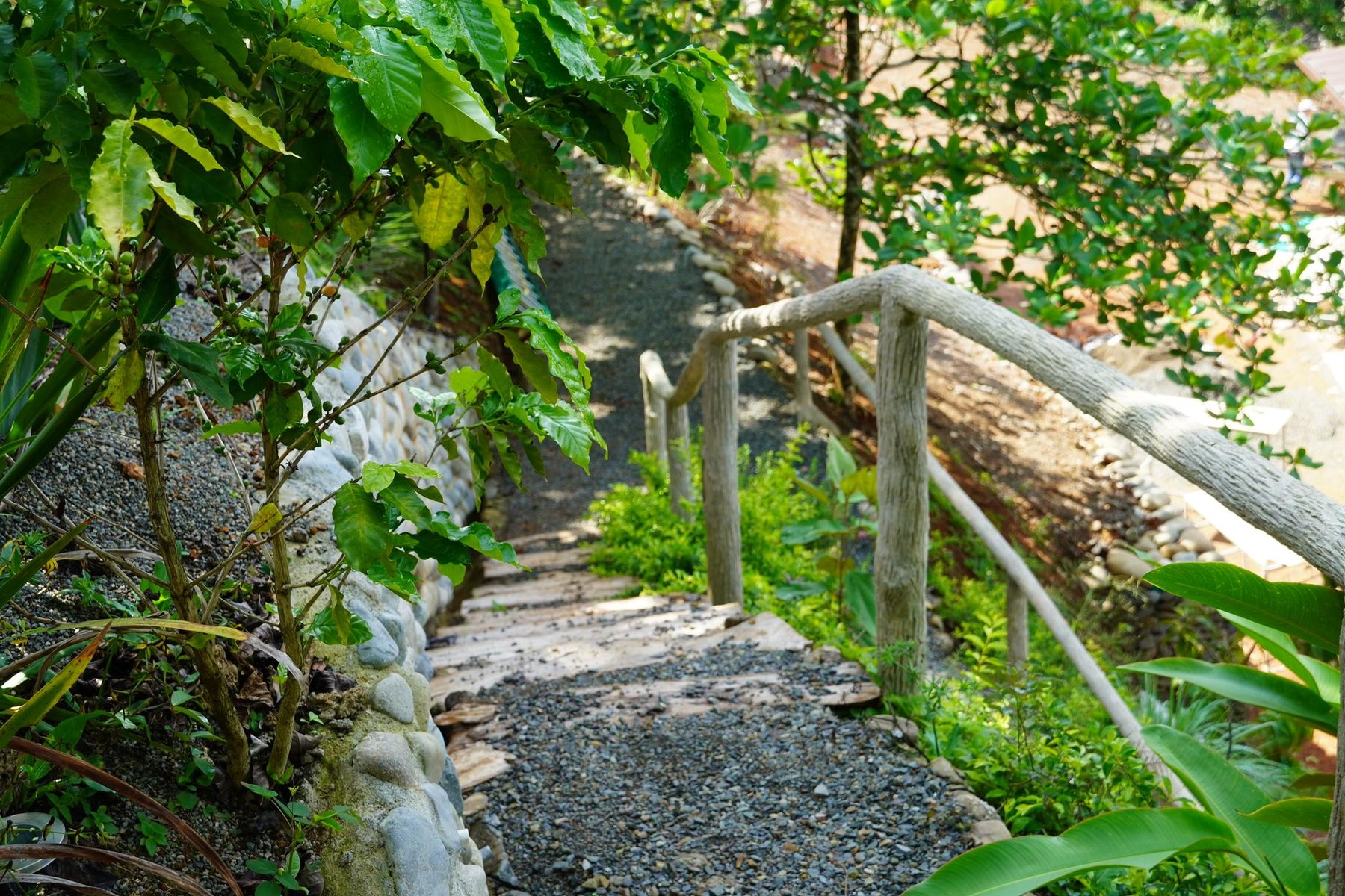 Stone steps winding through the jungle trails at Casa Cavu