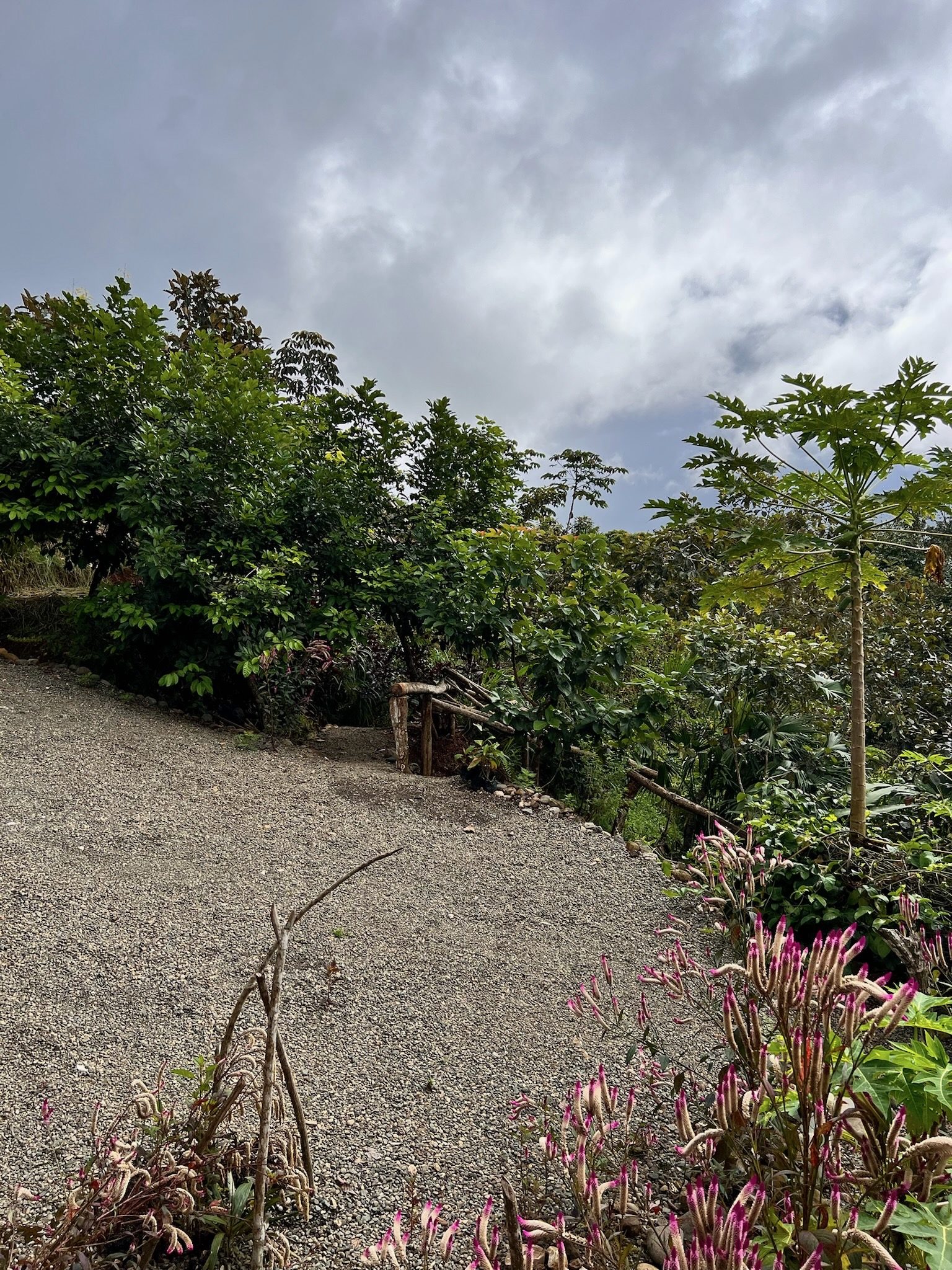 Mountain rainforest view